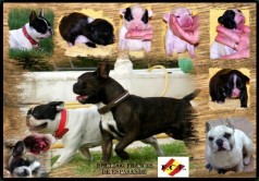 Fotos de perros